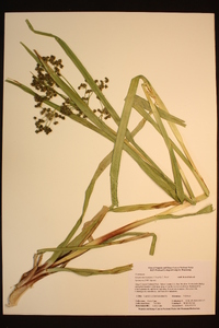 Scirpus microcarpus image